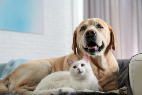 大型犬と猫