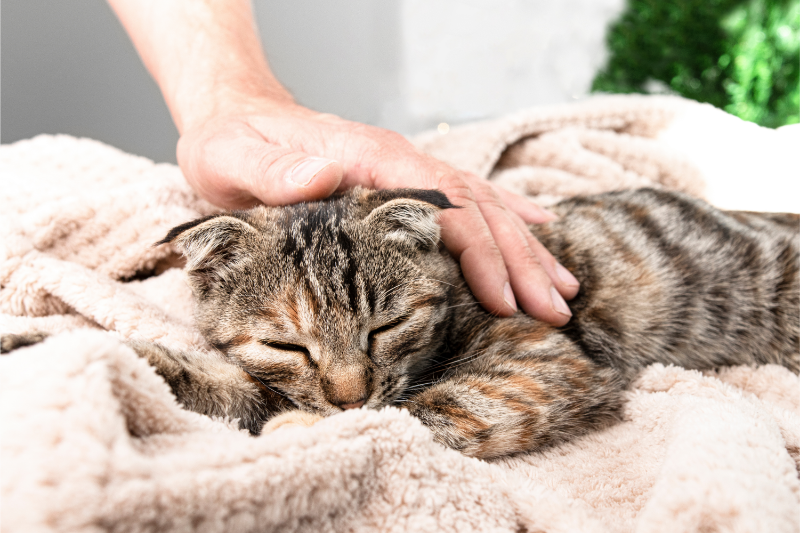 飼い主に撫でられ眠るネコ