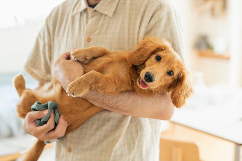 飼い主に抱かれる飼い犬